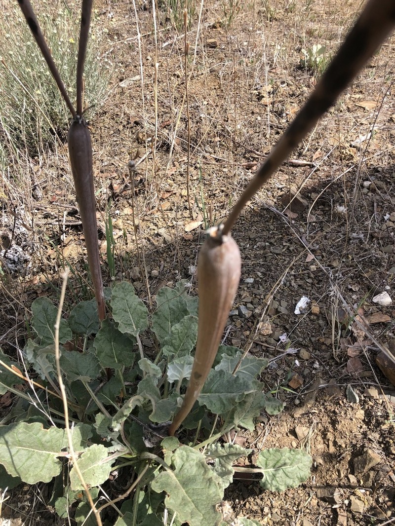 Naked Buckwheat photo 8