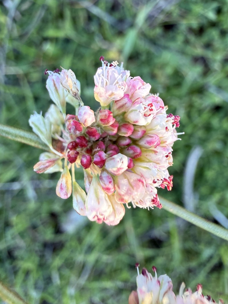 Eriogonum nudum var. auriculatum
