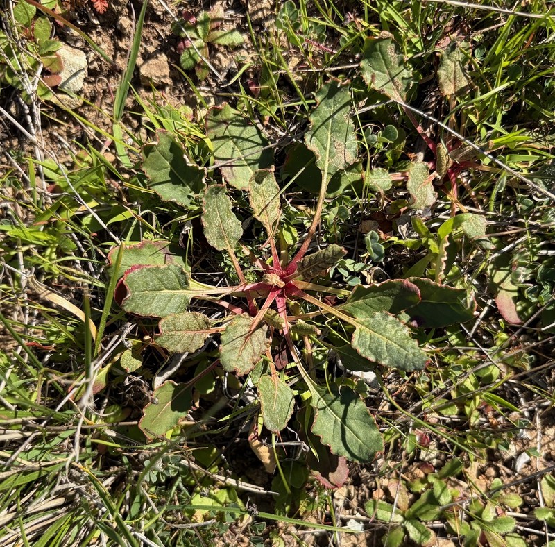 Eriogonum nudum var. auriculatum photo 2