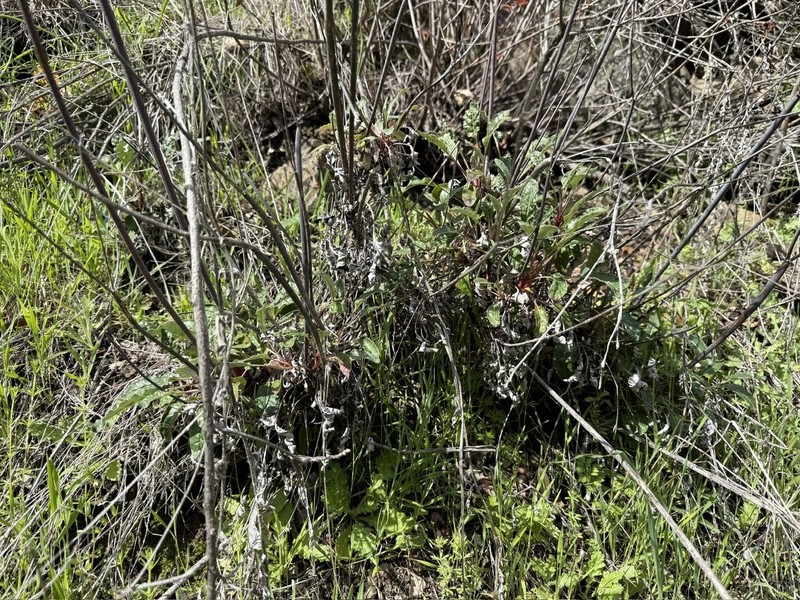 Eriogonum nudum var. auriculatum photo 3