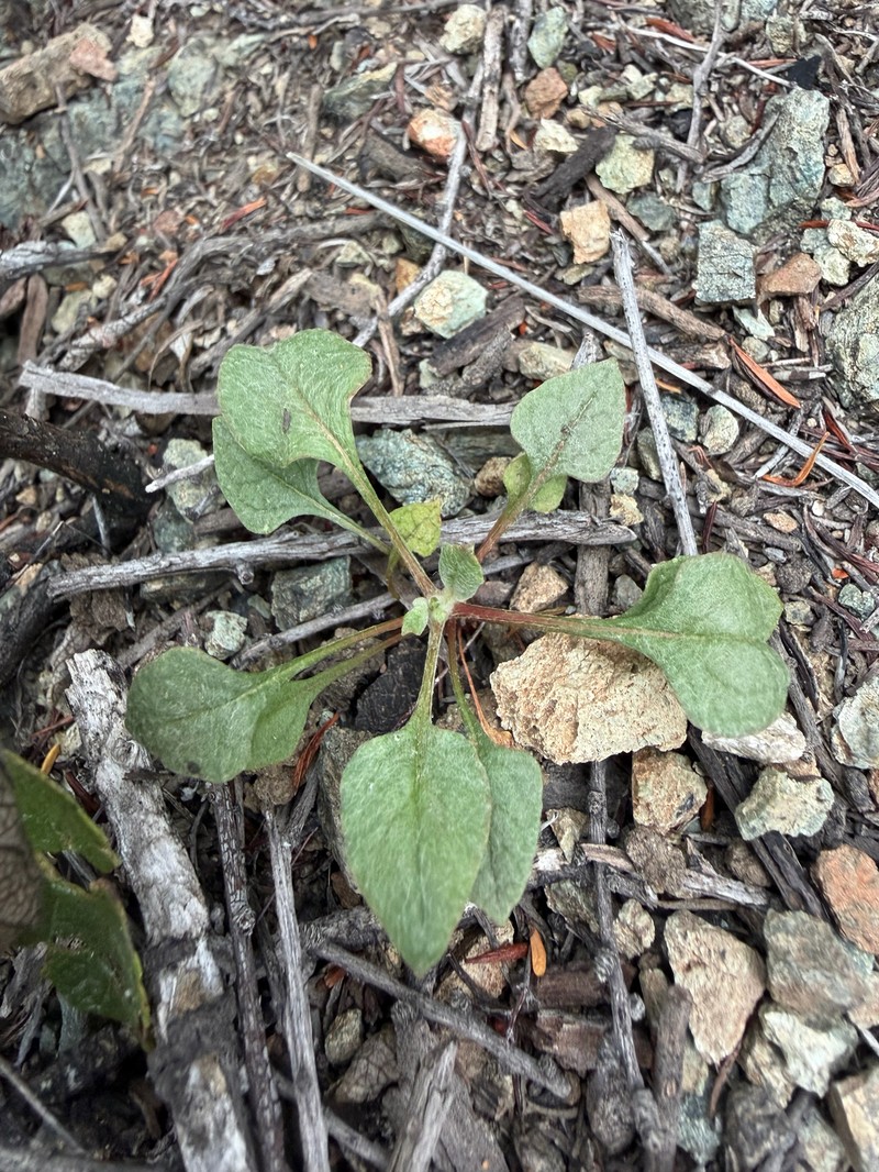 Eriogonum nudum var. auriculatum photo 4
