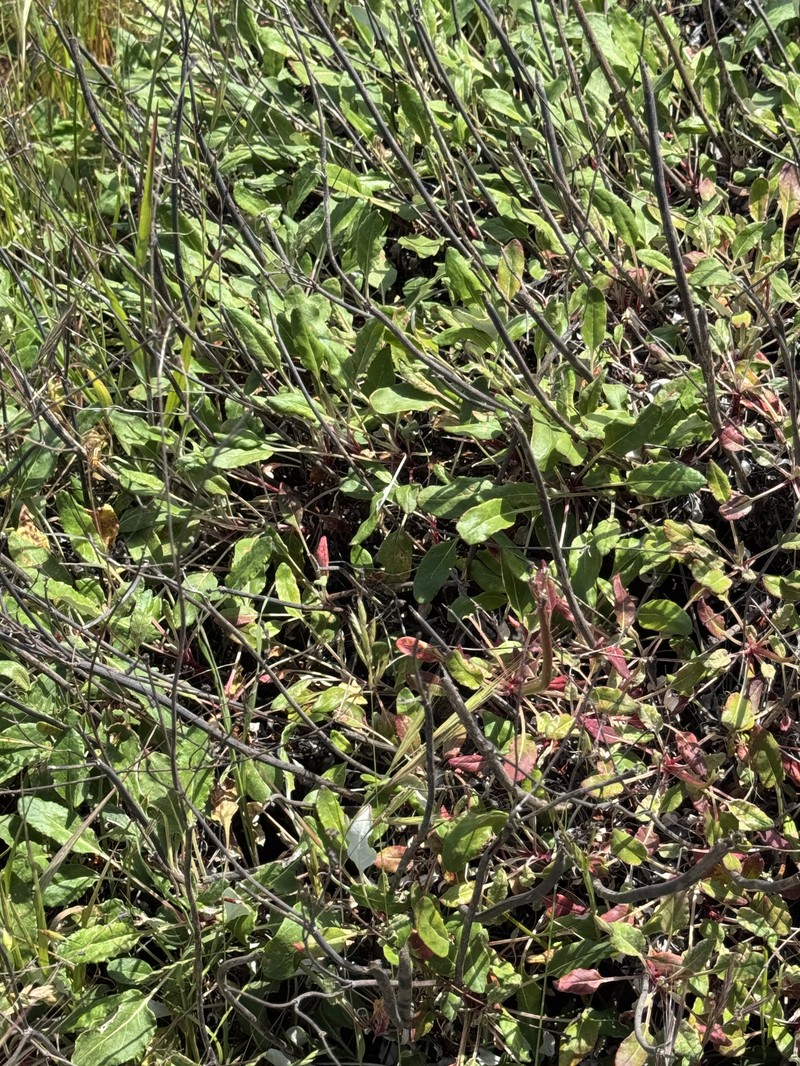 Eriogonum nudum var. auriculatum photo 5