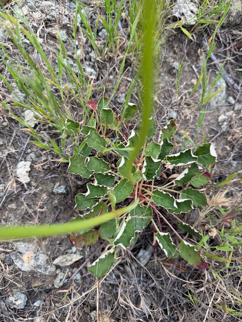 Eriogonum nudum var. auriculatum photo 6