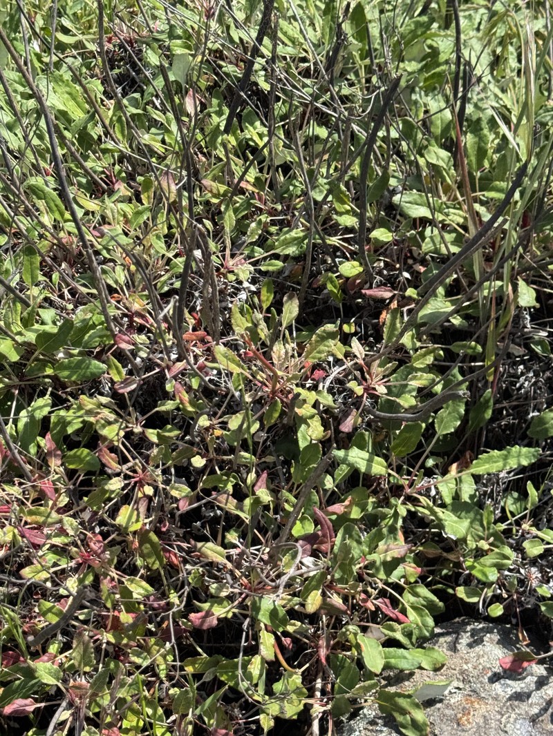 Eriogonum nudum var. auriculatum photo 7