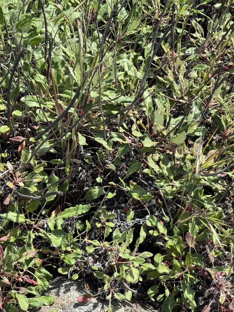 Eriogonum nudum var. auriculatum photo 8