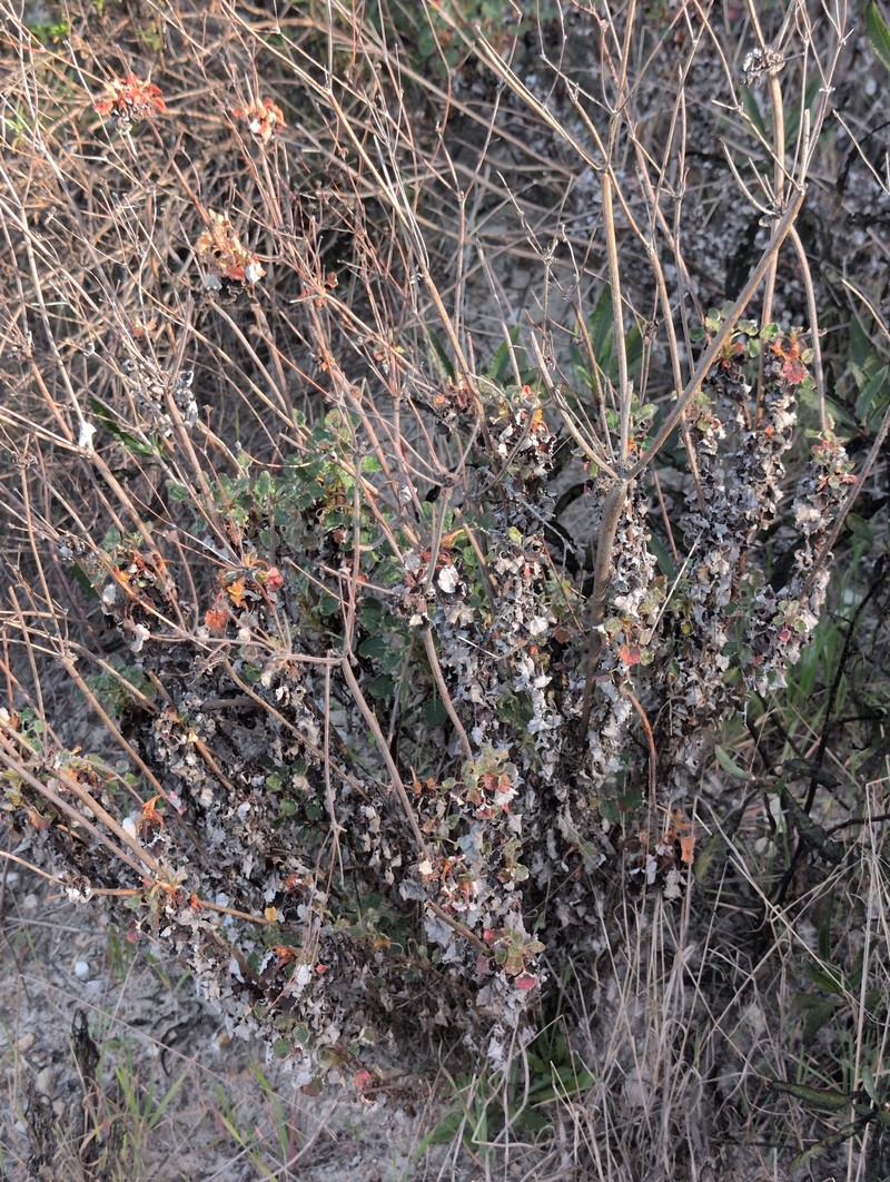 Eriogonum nudum var. decurrens
