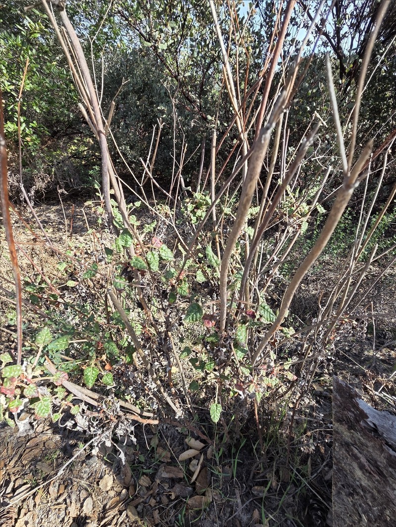 Eriogonum nudum var. decurrens photo 2