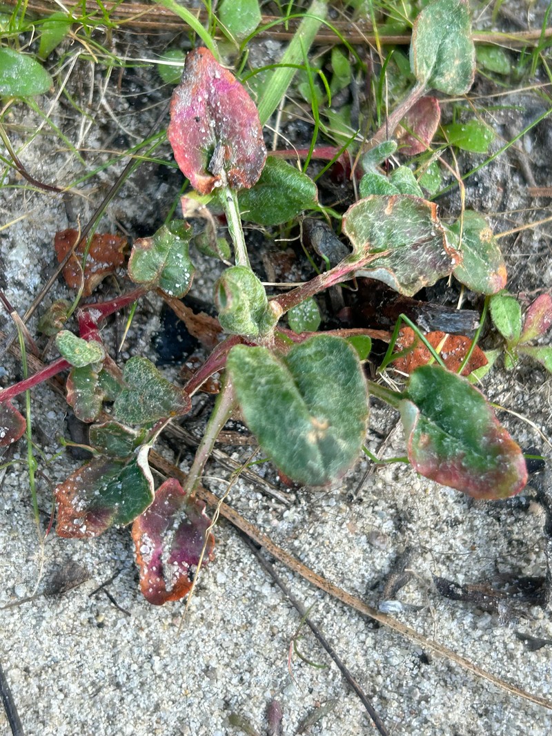 Eriogonum nudum var. decurrens photo 3