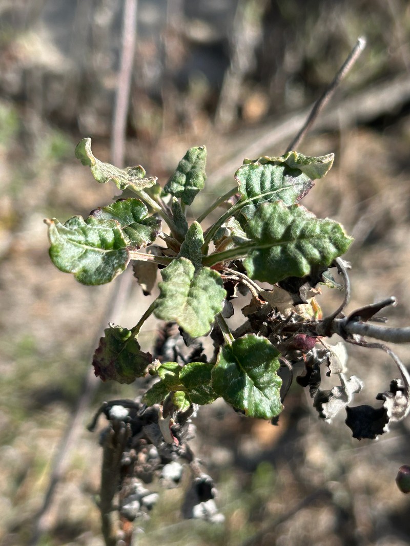 Eriogonum nudum var. decurrens photo 5