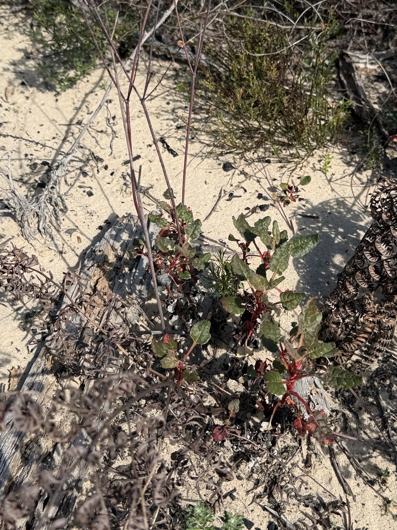 Eriogonum nudum var. decurrens photo 7