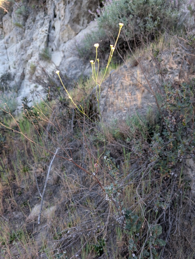 Eriogonum nudum var. decurrens photo 8