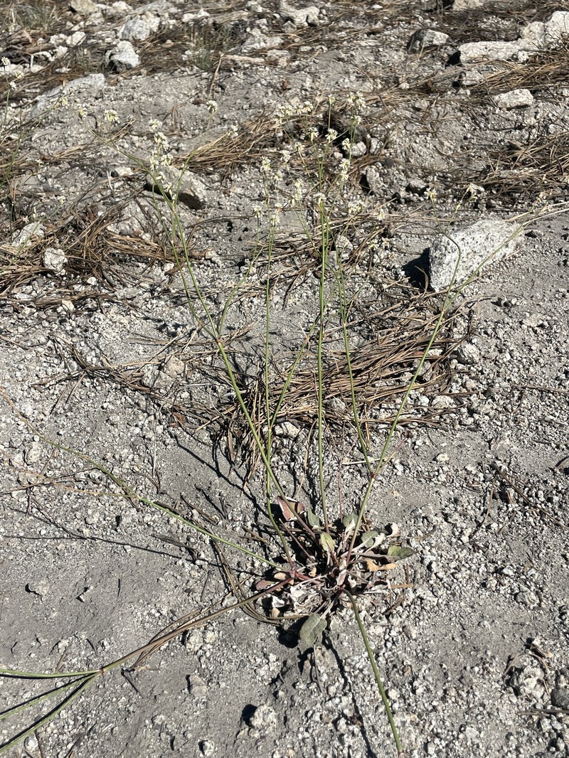 Eriogonum nudum var. deductum