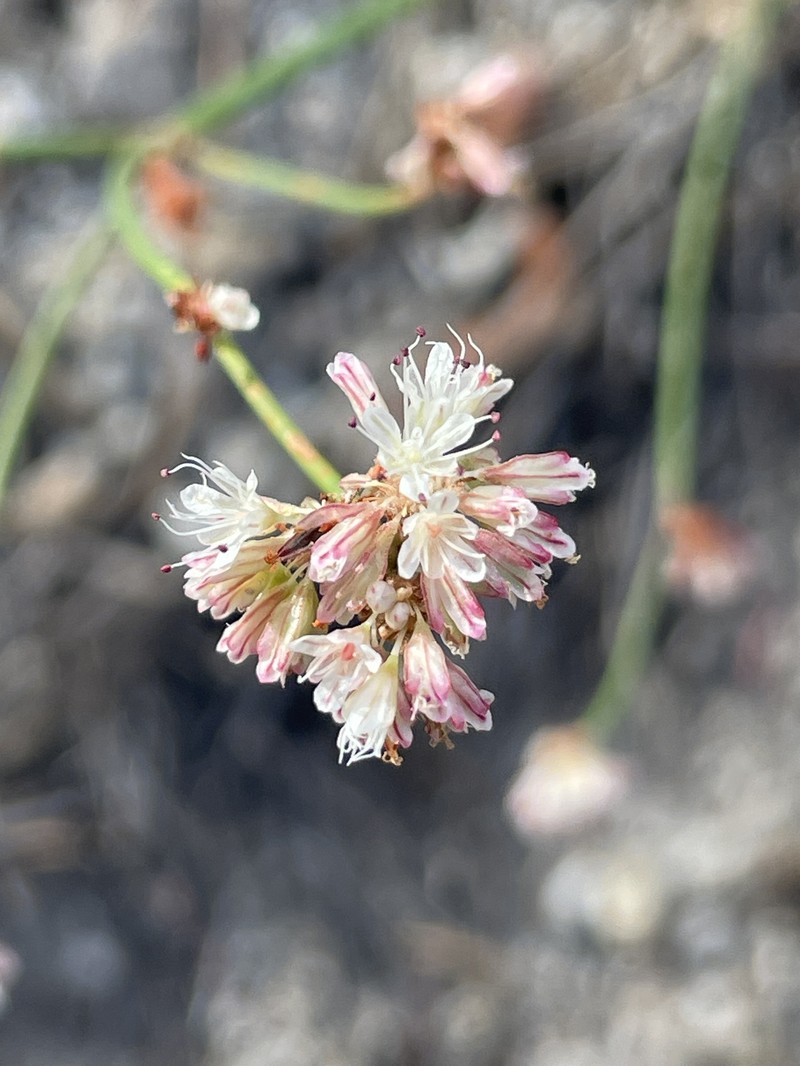 Eriogonum nudum var. deductum photo 2