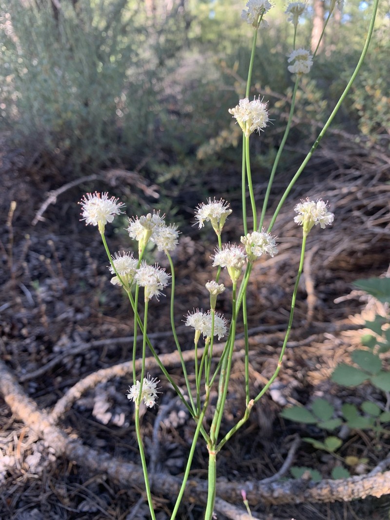 Eriogonum nudum var. deductum photo 3