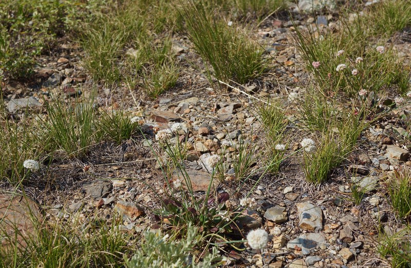 Eriogonum nudum var. deductum photo 4