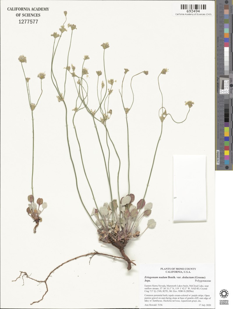 Eriogonum nudum var. deductum photo 5
