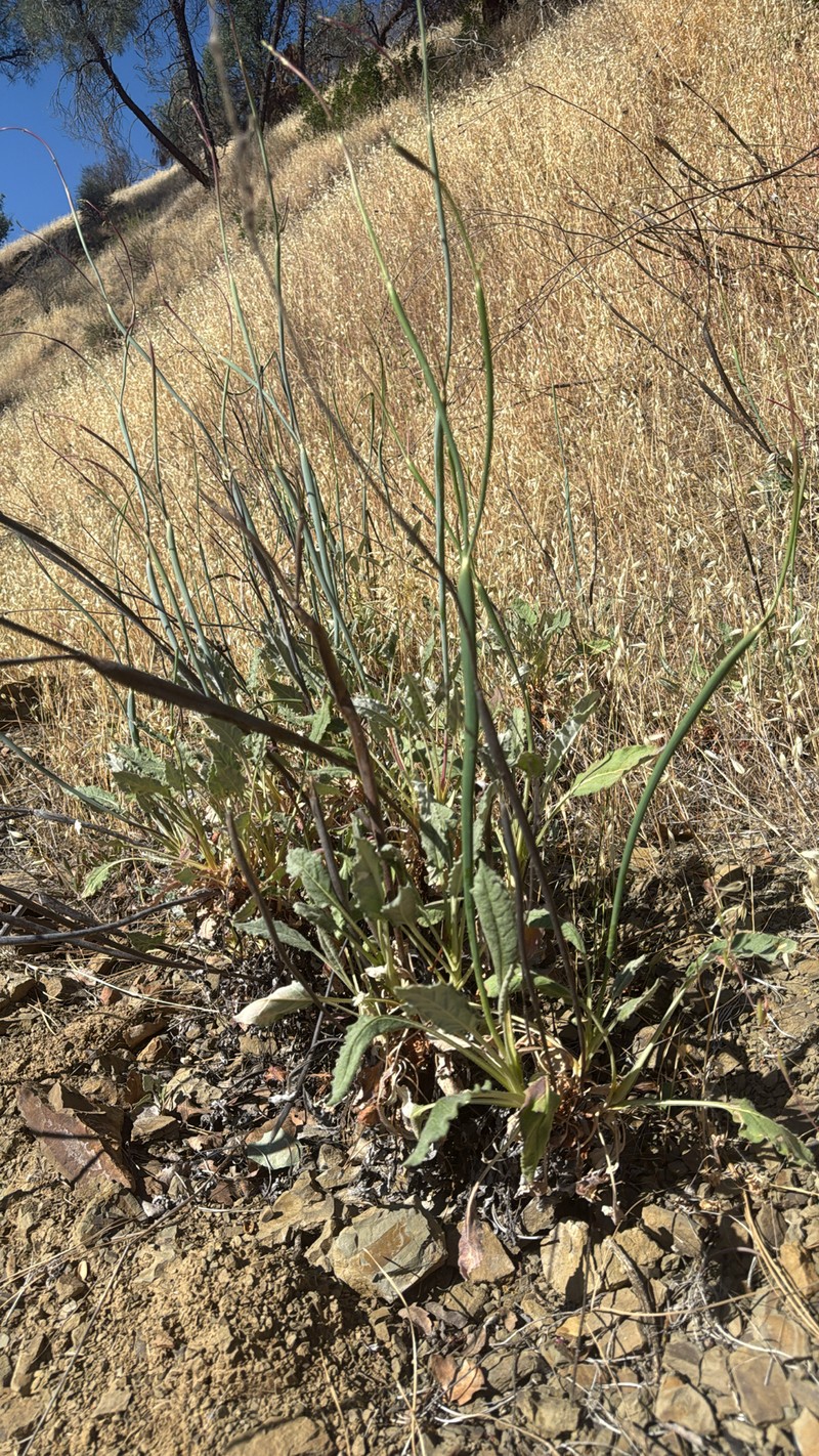 Eriogonum nudum var. indictum