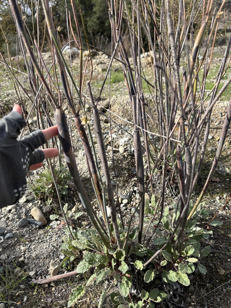 Eriogonum nudum var. indictum photo 2