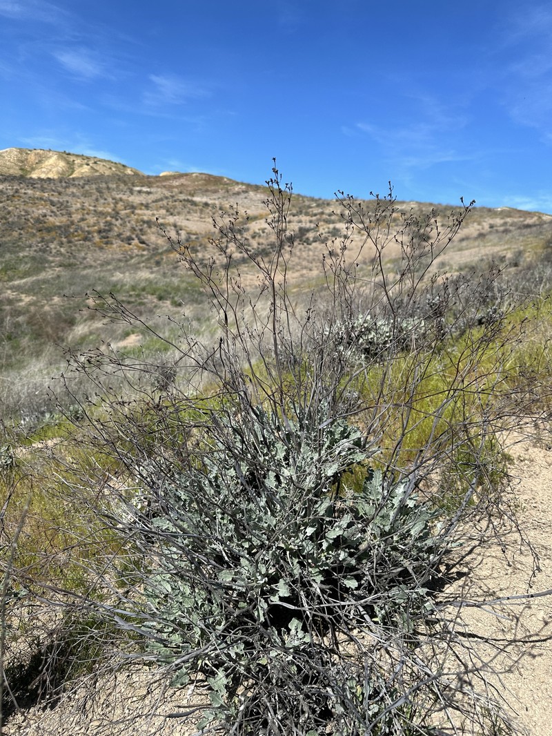 Eriogonum nudum var. indictum photo 3