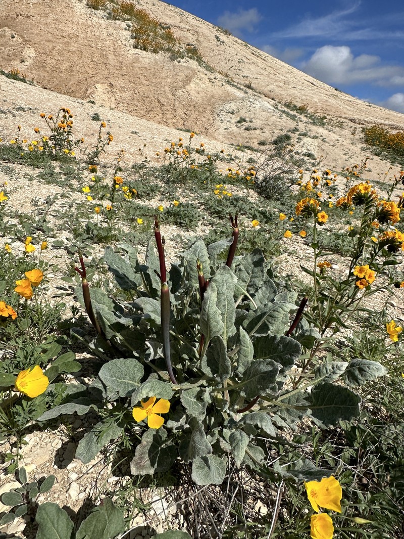 Eriogonum nudum var. indictum photo 4