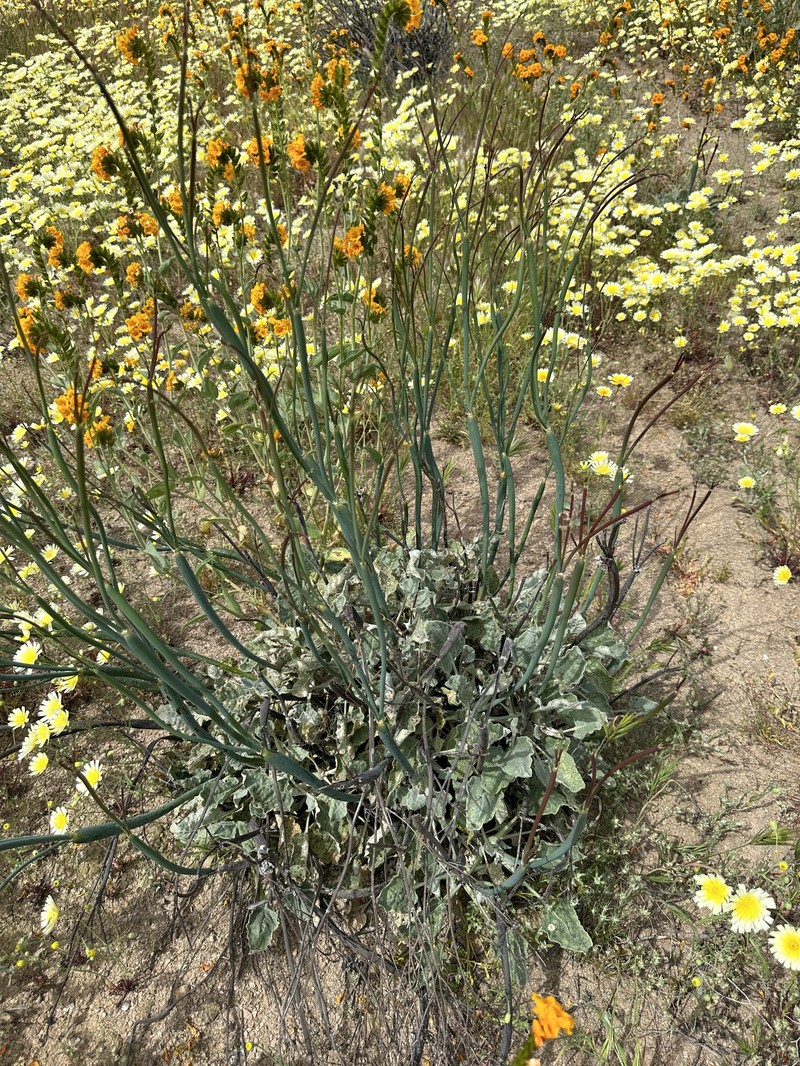 Eriogonum nudum var. indictum photo 5
