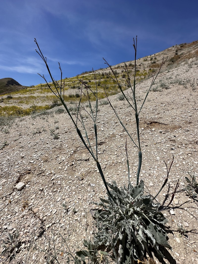 Eriogonum nudum var. indictum photo 6