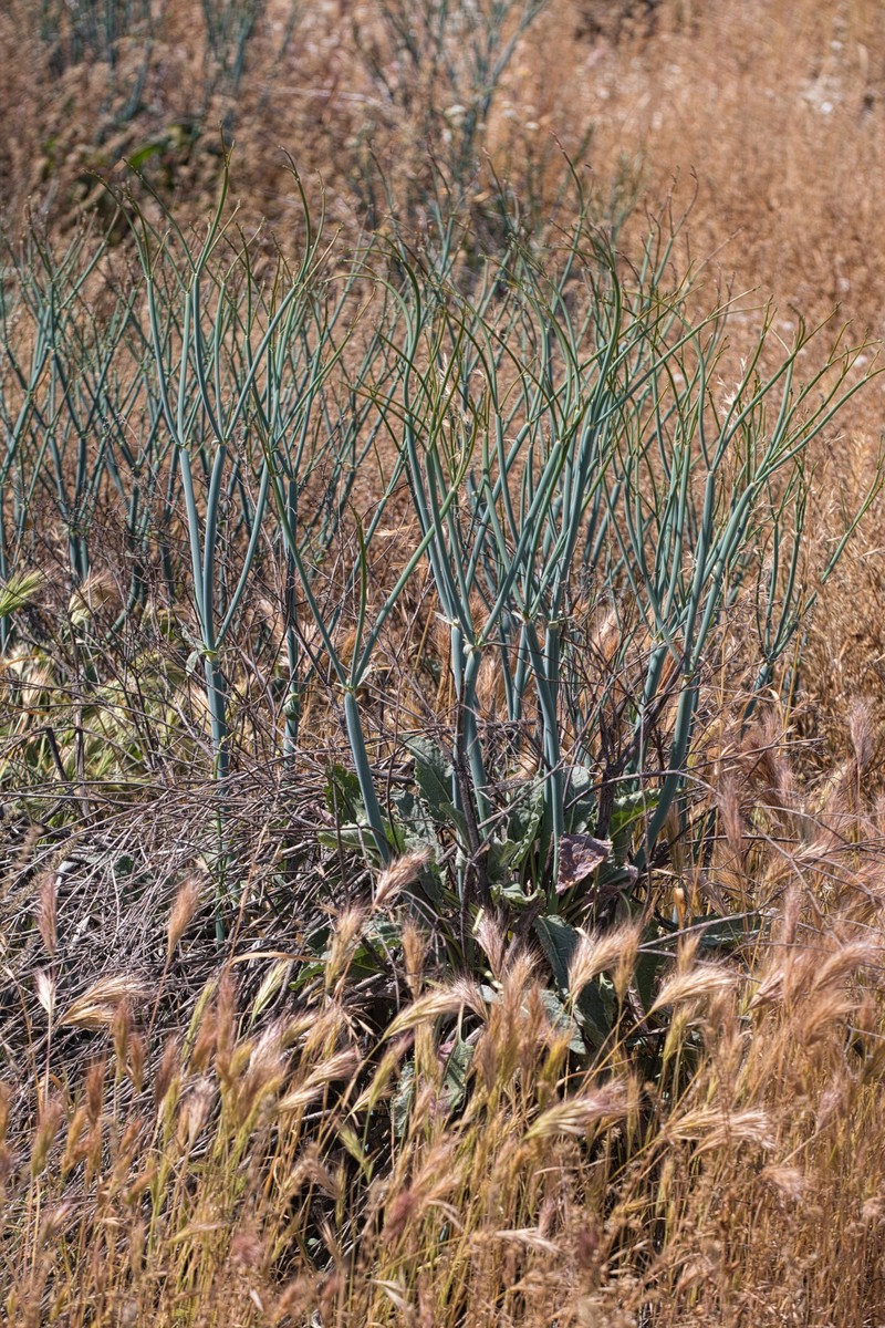 Eriogonum nudum var. indictum photo 7