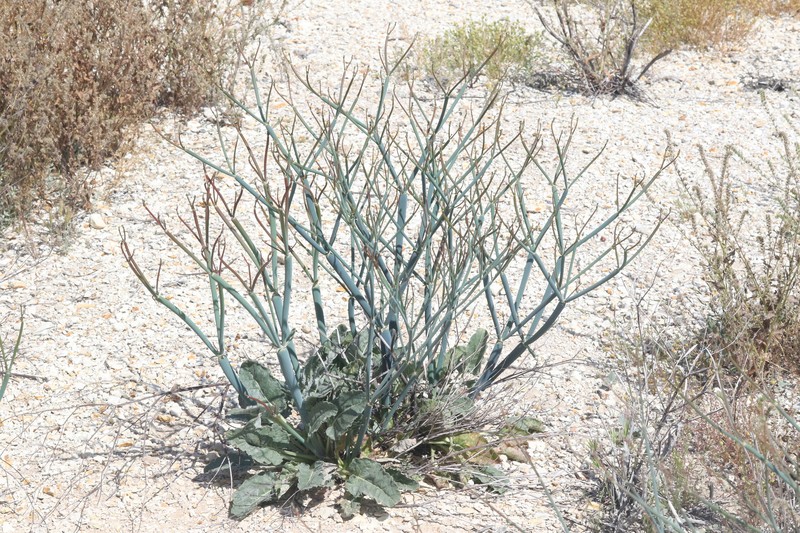 Eriogonum nudum var. indictum photo 8