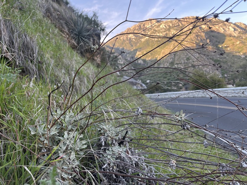 Eriogonum nudum var. murinum