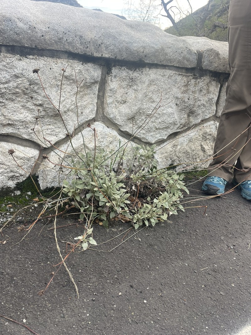 Eriogonum nudum var. murinum photo 2