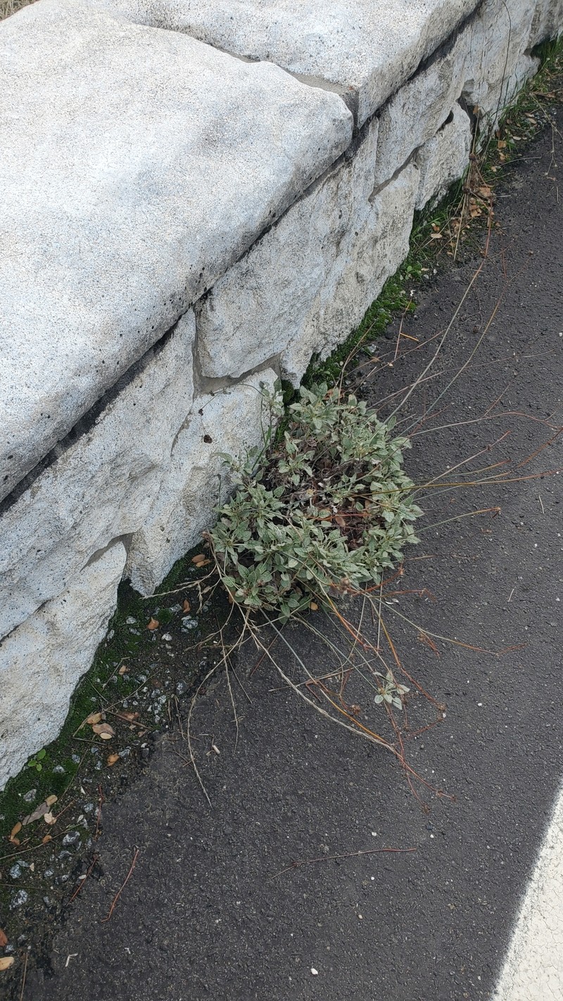 Eriogonum nudum var. murinum photo 3