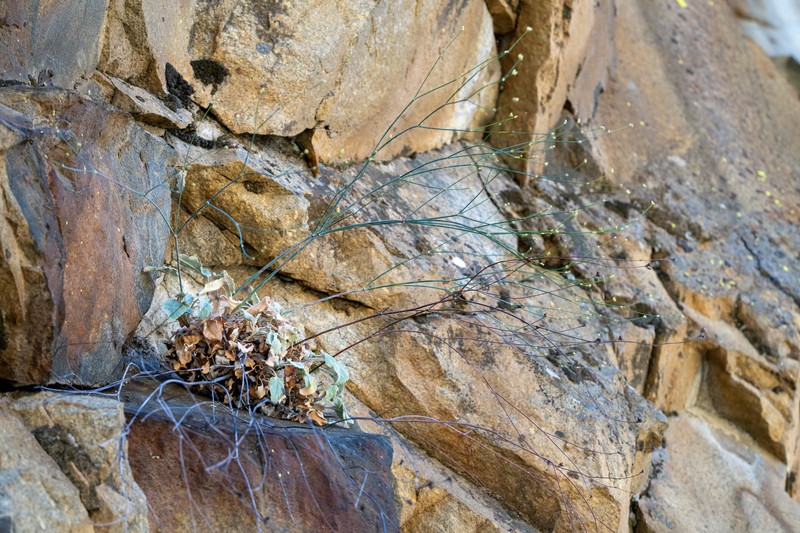 Eriogonum nudum var. murinum photo 4
