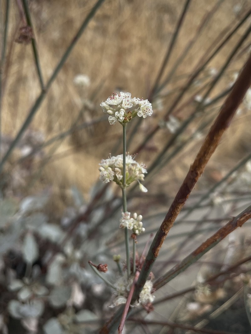 Eriogonum nudum var. murinum photo 5