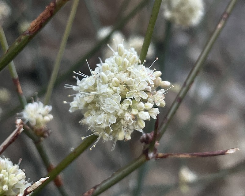 Eriogonum nudum var. murinum photo 6