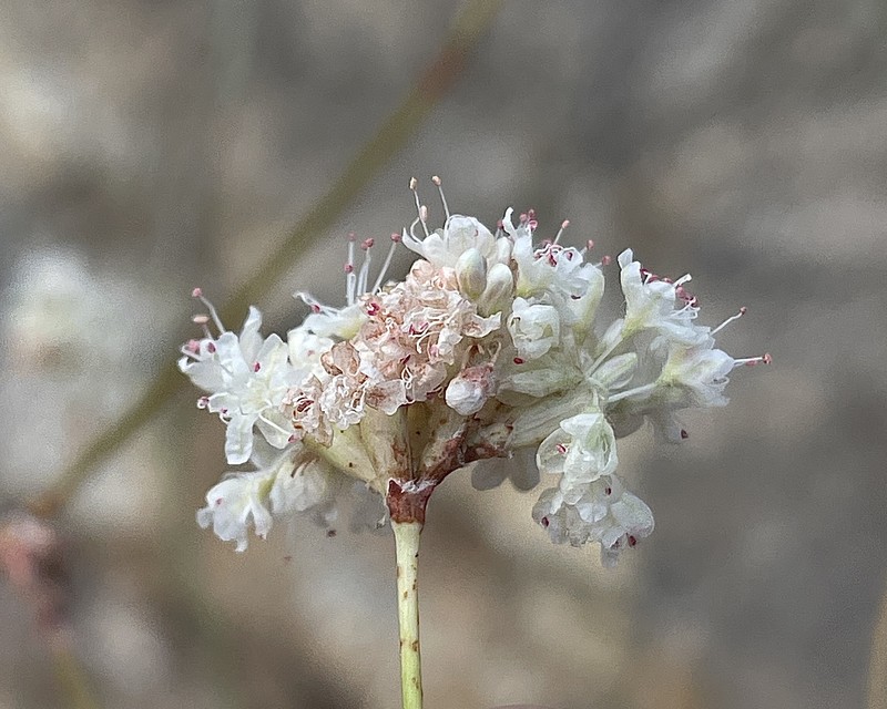 Eriogonum nudum var. murinum photo 7