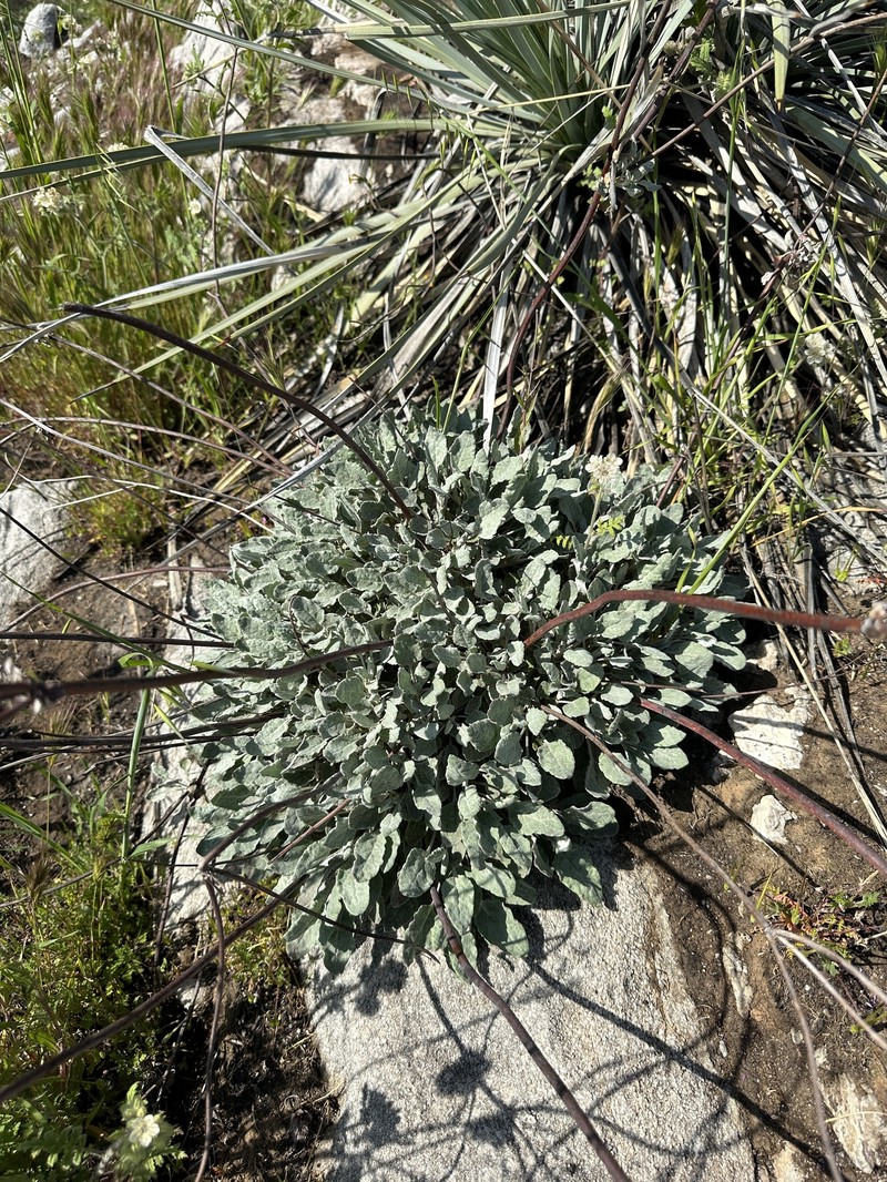 Eriogonum nudum var. murinum photo 8