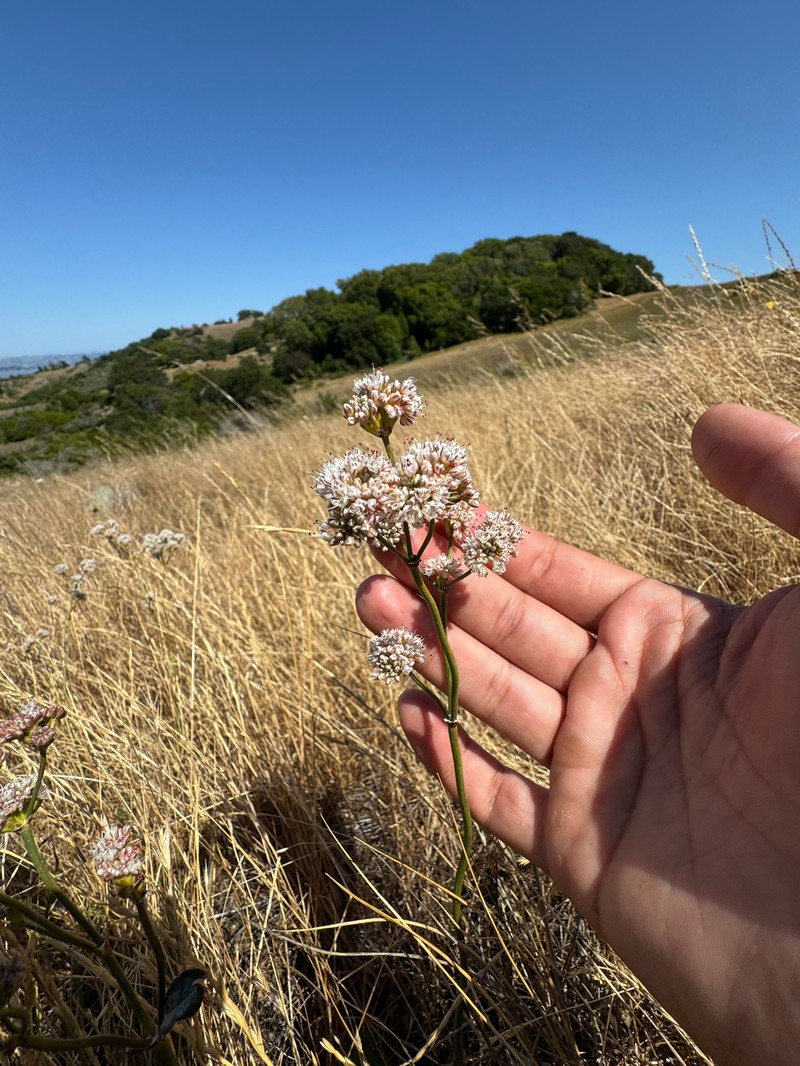 Eriogonum nudum var. nudum