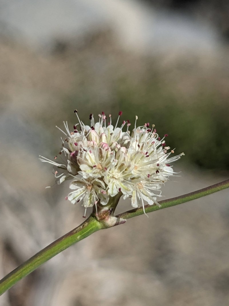 Eriogonum nudum var. nudum photo 2