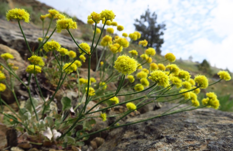 Eriogonum nudum var. nudum photo 3