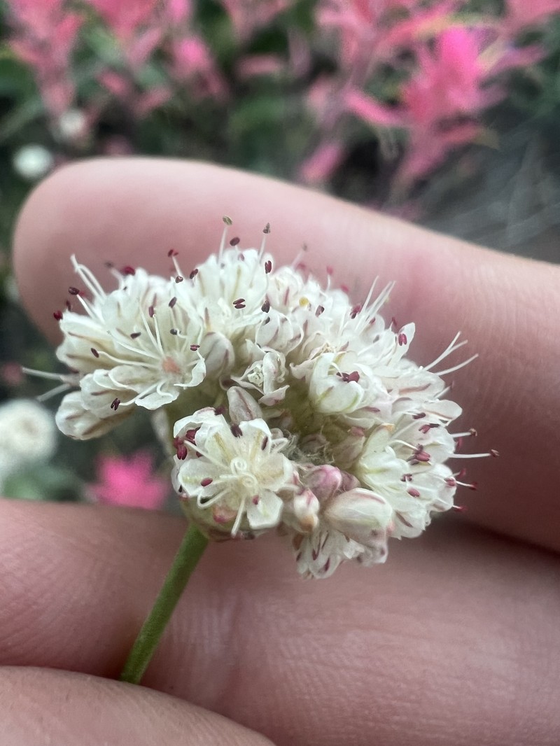 Eriogonum nudum var. nudum photo 4