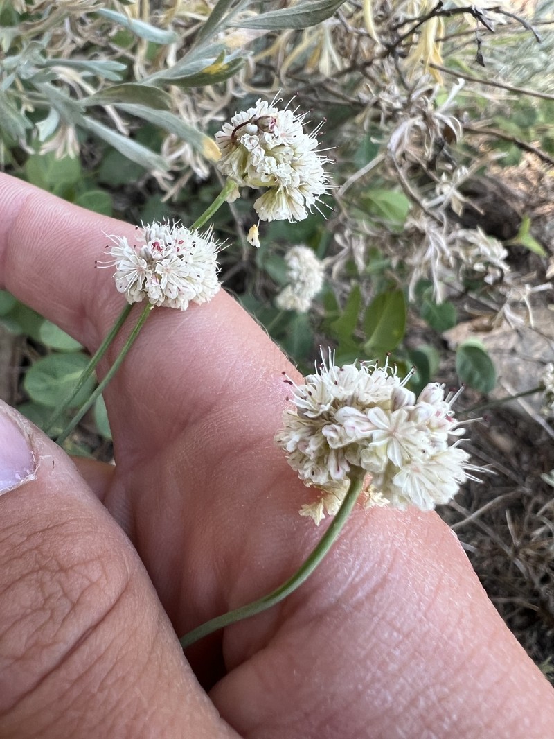 Eriogonum nudum var. nudum photo 5