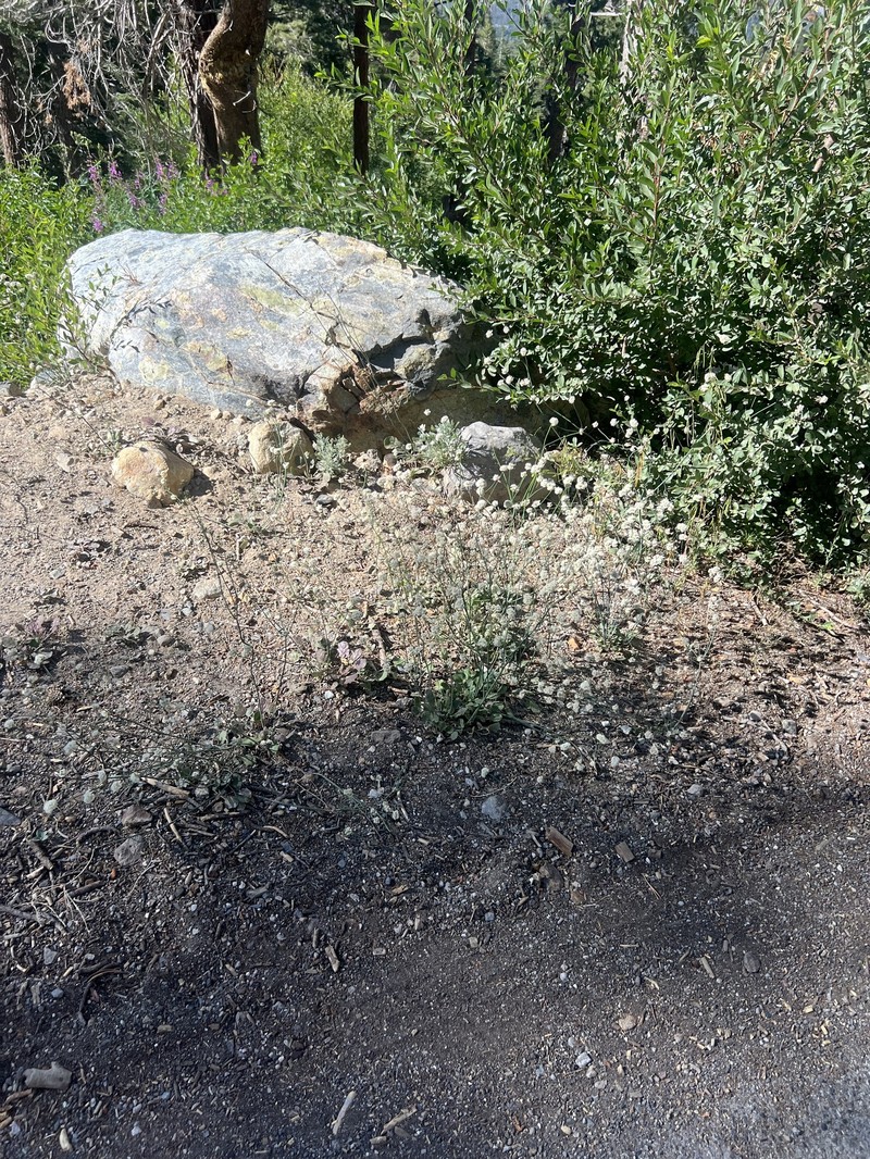 Eriogonum nudum var. nudum photo 6