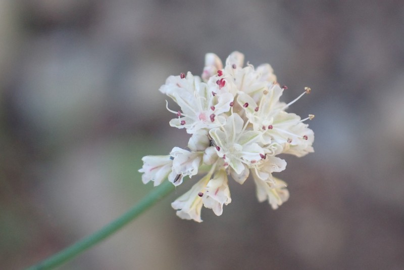 Eriogonum nudum var. nudum photo 7