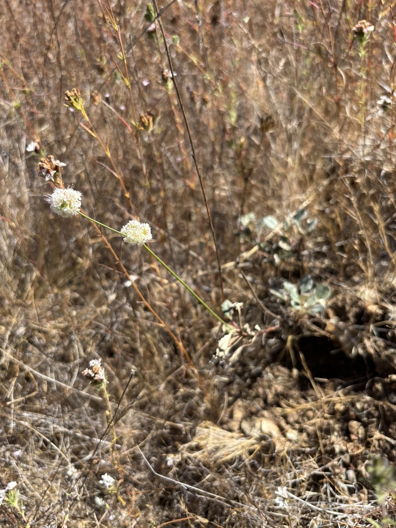 Eriogonum nudum var. nudum photo 8