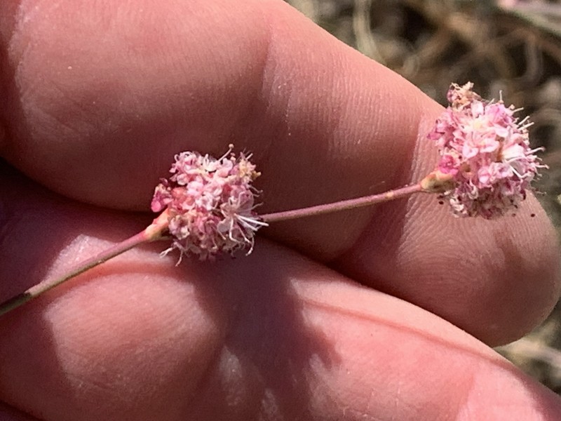 Eriogonum nudum var. oblongifolium