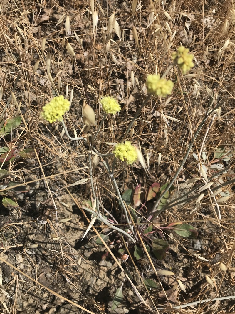 Eriogonum nudum var. oblongifolium photo 2