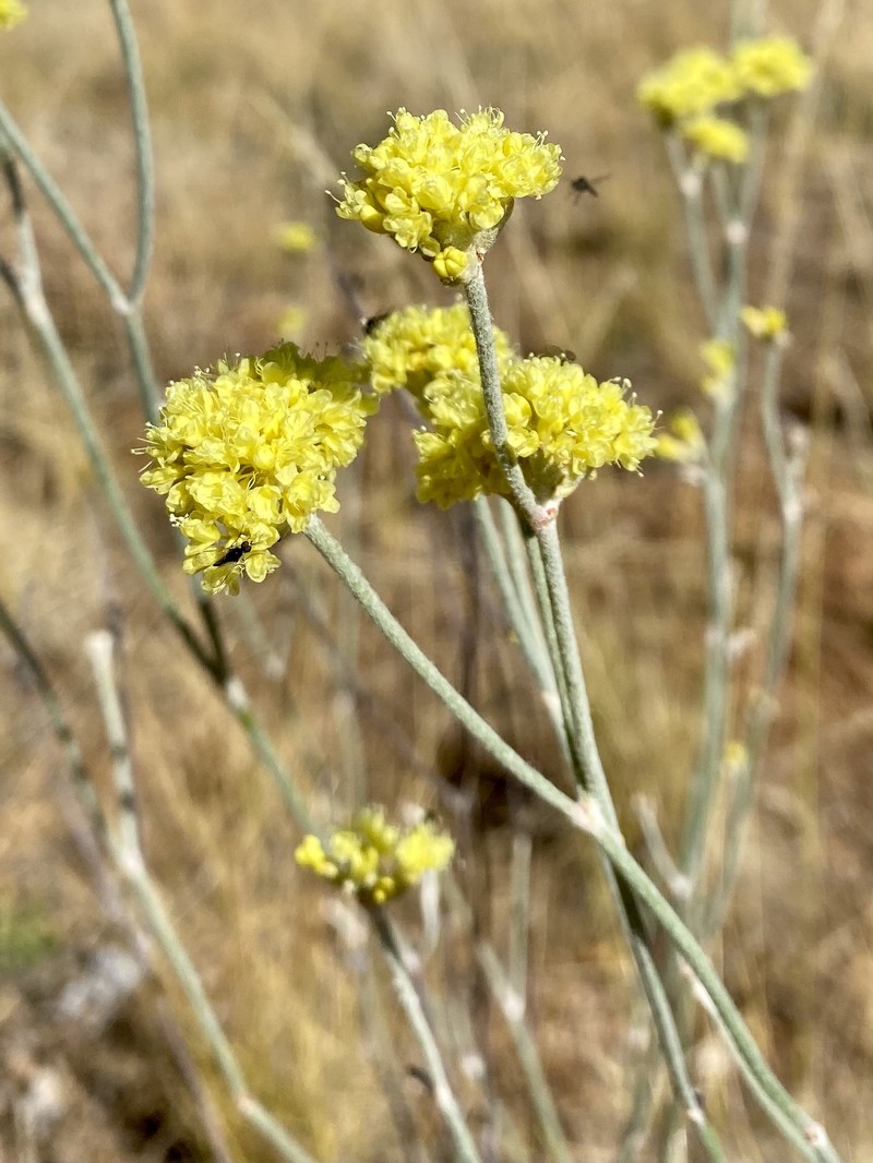 Eriogonum nudum var. oblongifolium photo 3