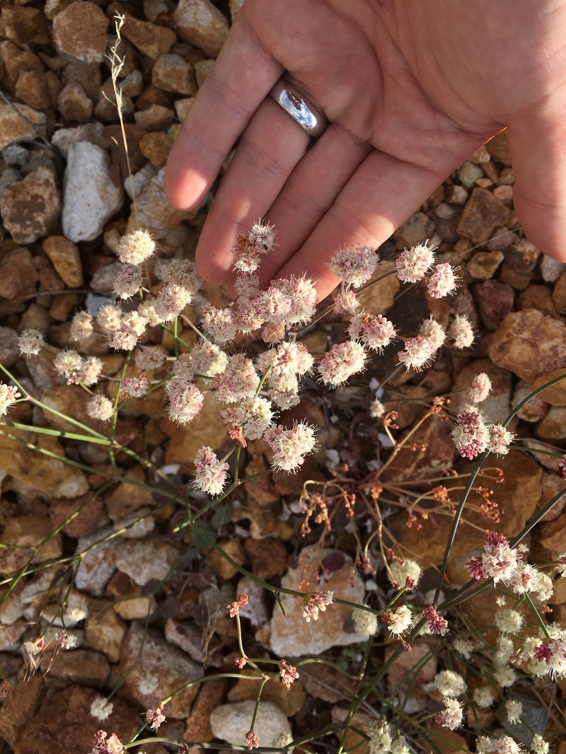 Eriogonum nudum var. oblongifolium photo 4