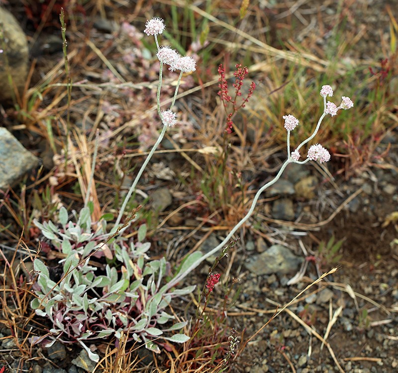 Eriogonum nudum var. oblongifolium photo 5
