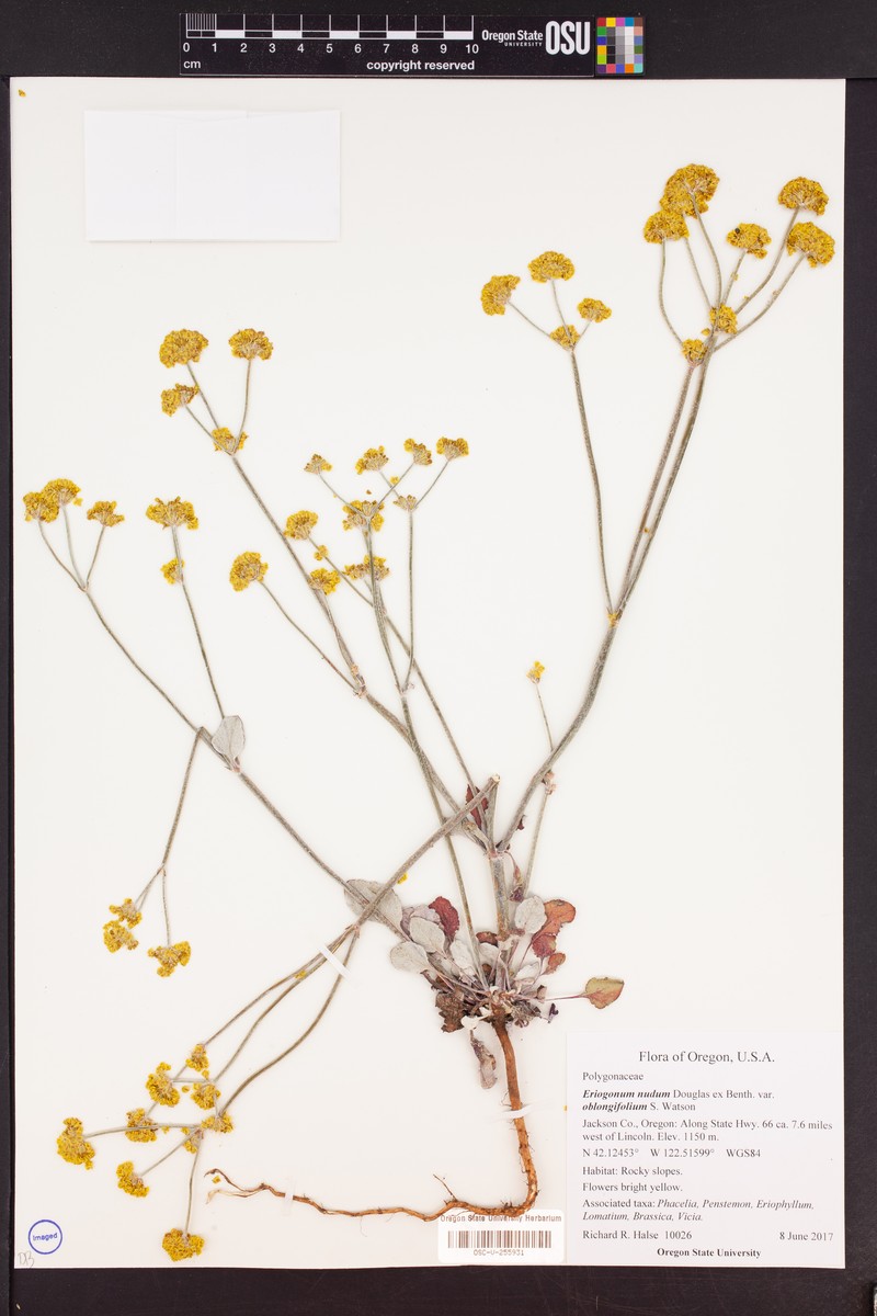 Eriogonum nudum var. oblongifolium photo 6